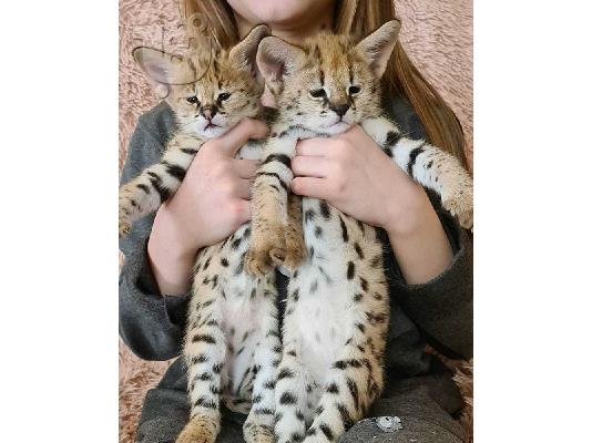 PoulaTo: Serval γατάκια έτοιμα για τα παντοτινά τους σπίτια